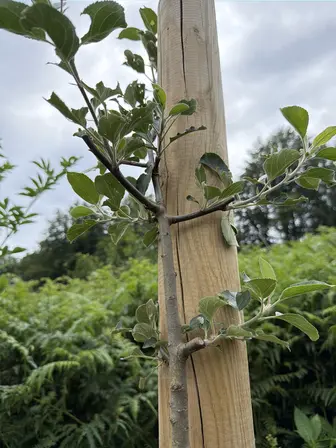Foto treephoto-xdu7t1xmjil00ev1n17depgv.jpeg