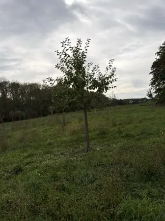 Foto treephoto-axbu6wjaa15gz5qxaghvmxy1.jpeg