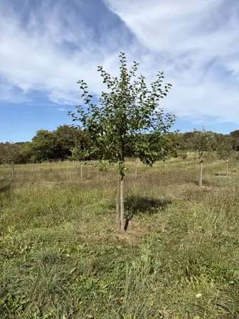 Foto treephoto-ff03mkbaz7mop1tjri5djfsg.jpeg