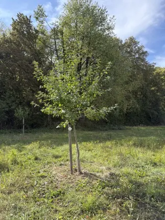 Foto treephoto-hwdmore7ur1ylof90z1t6trr.jpeg