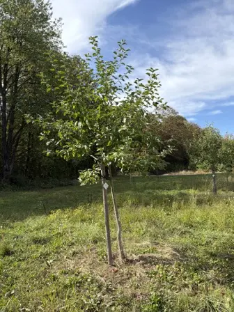Foto treephoto-sbokwfp78b8npldcry2gidme.jpeg
