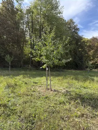 Foto treephoto-wih2wigodrc6pgg207jlxwbe.jpeg