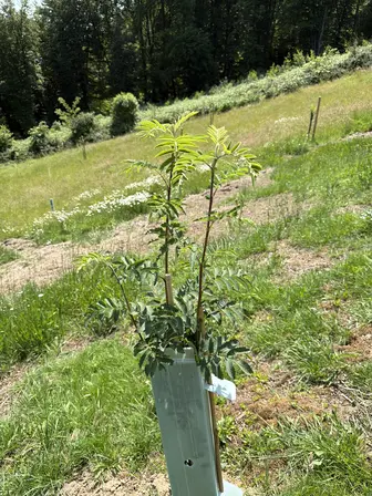 Foto treephoto-gdk625wjutxrkrnssb8y5gb8.jpeg