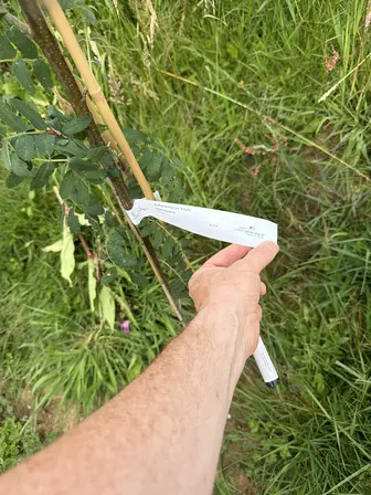 Foto treephoto-qut86qsnnbstlmzmc28hib9q.jpeg