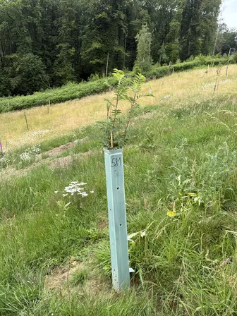 Foto treephoto-vjeyky4lphk4qzpm2103szly.jpeg