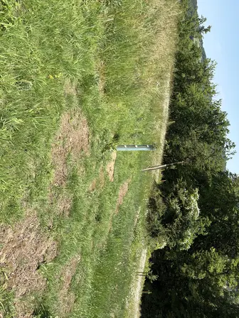 Foto treephoto-x41veeeu7udtd06d476l3gu9.jpeg