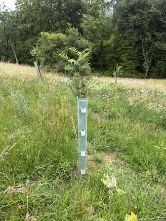 Foto treephoto-y9higynd56lmtfridvxon61p.jpeg