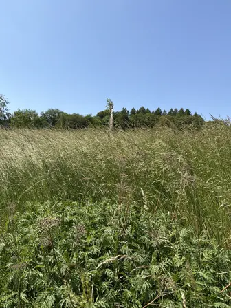 Foto treephoto-r5adrqu42cesu9vr7ucsibom.jpeg