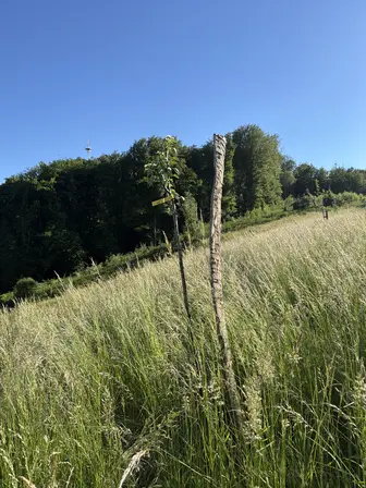 Foto treephoto-viav1zryf8spmi08w36edclb.jpeg