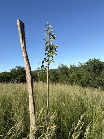 Foto treephoto-y6a7jxter0e2ismfqgpcwkdi.jpeg
