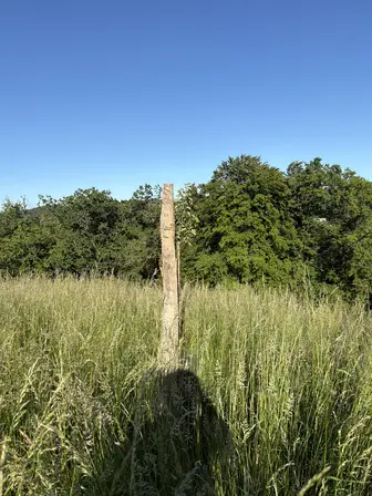 Foto treephoto-zc98tc3sgf6gxaml6rqzpof0.jpeg