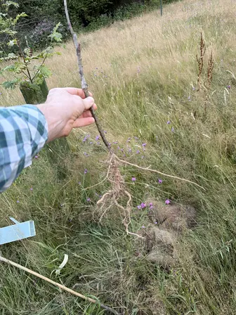 Foto treephoto-dfaqvyznsidxpk2riclzujg1.jpeg