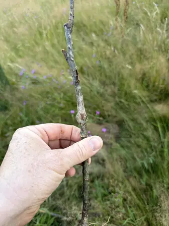 Foto treephoto-efus6gt3oz6obqn4xhruddih.jpeg
