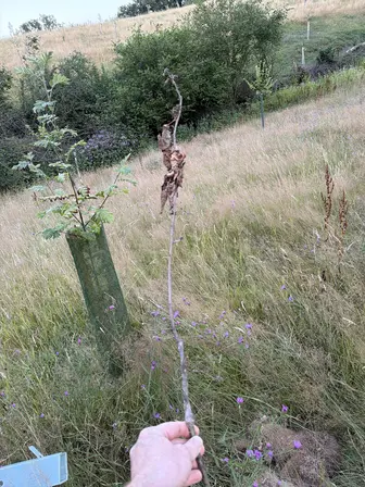 Foto treephoto-qq3n1vlr75vcremj5lo5dvu5.jpeg