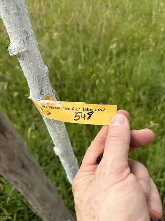 Foto treephoto-a21fl2dvc0t3r0frcnzos5wz.jpeg