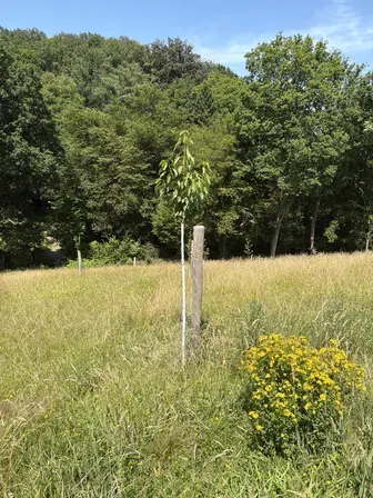 Foto treephoto-a21gxqrezd8j9kj198w8kdwq.jpeg