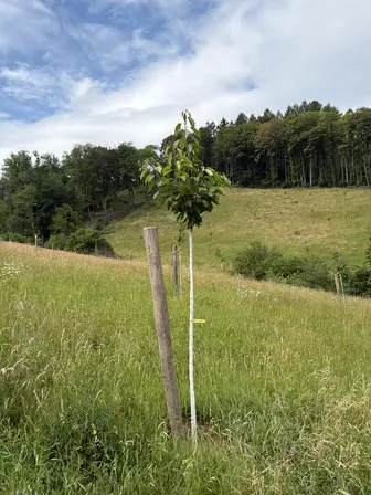 Foto treephoto-d475ofg14ly1i7u3815t4kxj.jpeg