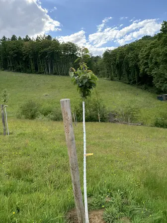 Foto treephoto-ebilj8mk5q07p0lv8y5mubwy.jpeg