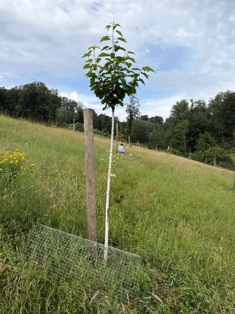 Foto treephoto-g007grzwjf9oj87d1gz8zqr5.jpeg