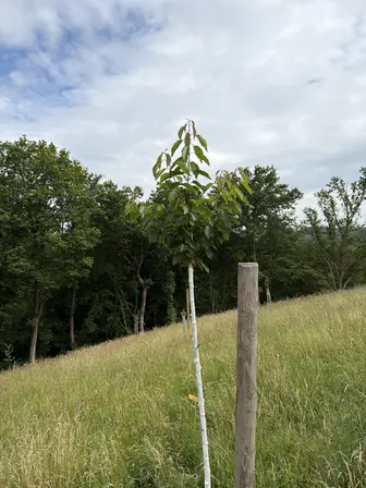 Foto treephoto-h4h9qgznvu2henf0ywbs2lls.jpeg