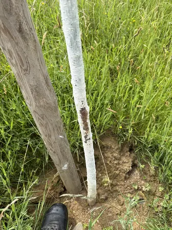 Foto treephoto-k2z0v45320z05k17klv2knax.jpeg