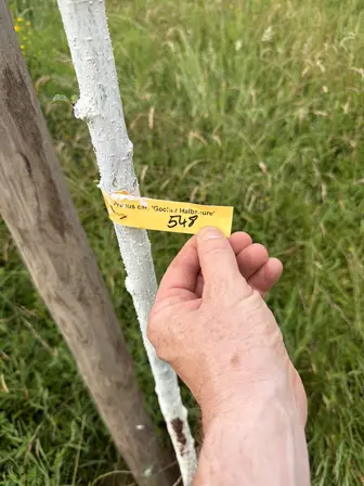 Foto treephoto-n0ucspb7k9jl7f5y7prnsmvo.jpeg