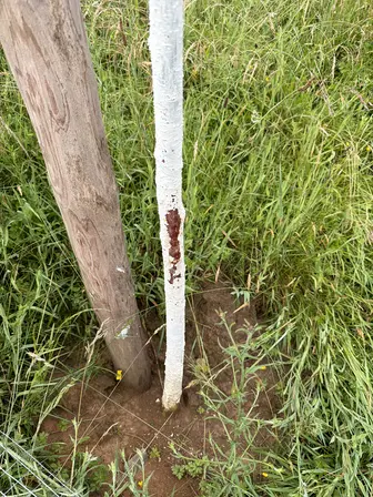 Foto treephoto-p7bnu38ugrqds7uysv35oiud.jpeg
