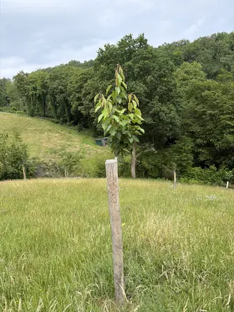Foto treephoto-qzle9rcuq14rl0simlk3rt2a.jpeg