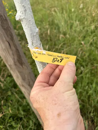 Foto treephoto-roieqjkdj5agj9k5bdfvjyed.jpeg
