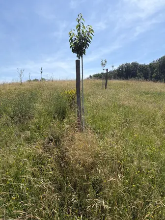 Foto treephoto-rxfxkox4iv3fk9dkzp19in6x.jpeg