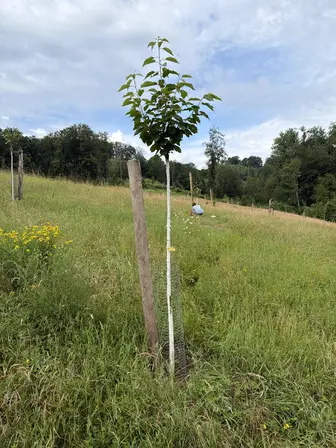 Foto treephoto-xtwuv3vjq4cdp134w5lgrww2.jpeg