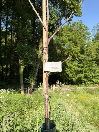 Foto treephoto-bx1xxl6vyjrl0dybuh1bcjlq.jpeg