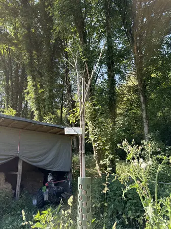 Foto treephoto-cghi0nq0il0vz014iuzyatdg.jpeg