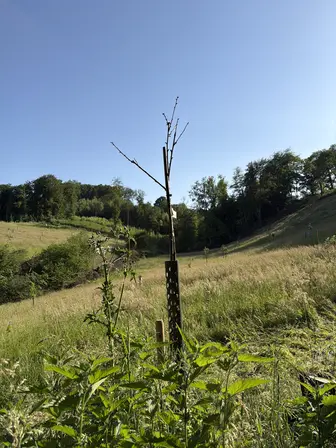 Foto treephoto-cr7e4yttnneqqx18t8oxabaf.jpeg