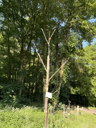 Foto treephoto-r8k197bg6apcul6rrb2vd55f.jpeg