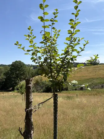 Foto treephoto-it2032778jerch2m95fd8tvk.jpeg