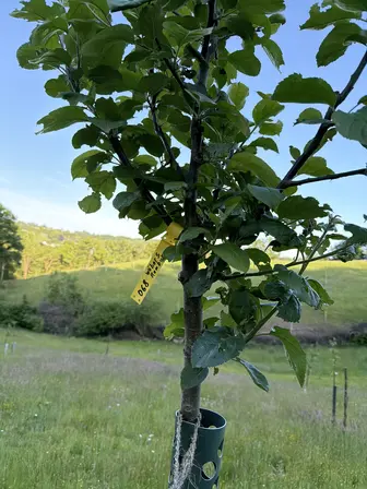 Foto treephoto-j36uj9kgkhi7rvh6qri52waw.jpeg