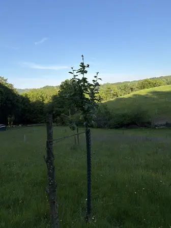 Foto treephoto-klcujbo3d163k3q2uxhgrkqo.jpeg