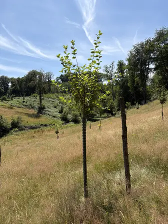Foto treephoto-l8pphzechgkqg1p8et9w5yq7.jpeg