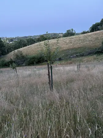 Foto treephoto-rtu2zn2lkws4yowbcoaaru27.jpeg