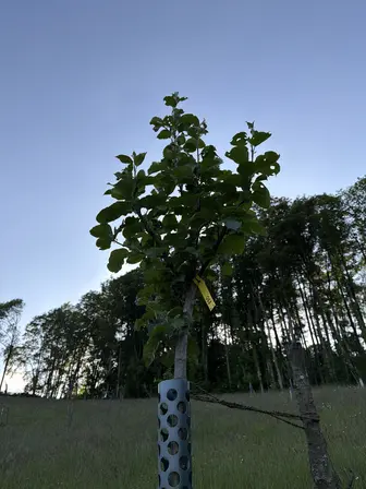 Foto treephoto-yejx0a3dd98gakhqxvjhrvud.jpeg