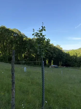Foto treephoto-ykt74jxngnh0xmjm4aschv0d.jpeg