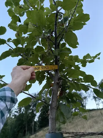 Foto treephoto-z7rkjcxgt9t0jbazxky1wieq.jpeg