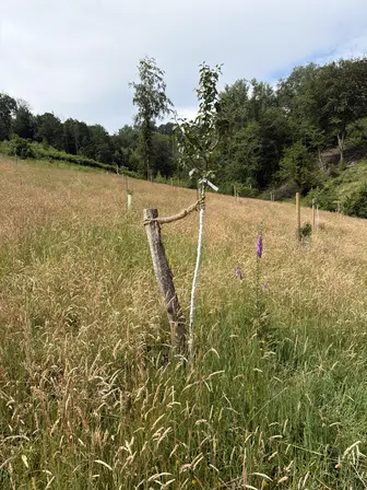 Foto treephoto-d06vczhaugdrtg99qxvcc577.jpeg