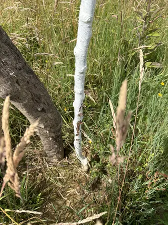 Foto treephoto-epf4bo8i4jm5vcht1x335a3q.jpeg