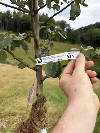 Foto treephoto-gbw33no2ibl1fvnl1snb1bxj.jpeg