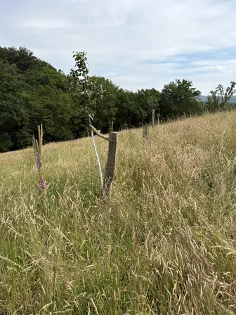 Foto treephoto-t8elwgimlxgzfi2x6vg5c2c8.jpeg