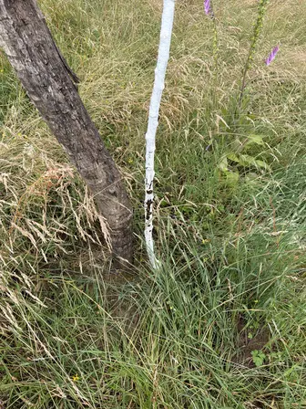 Foto treephoto-z0mxzsu0icqj3gum5bjkzvax.jpeg