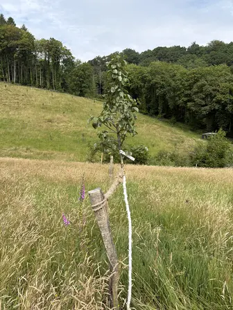 Foto treephoto-zwrfdpk44aoknrzjg5vbg4eq.jpeg