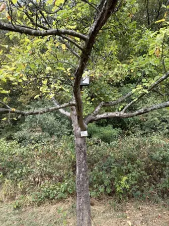 Foto treephoto-e8uwe194dg6w4nt5ftgz38np.jpeg